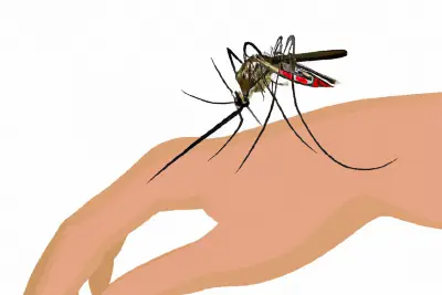 Ako sa efektívne chrániť proti komárom?